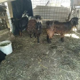 boğaz geçi we serke