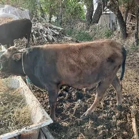 ики окиз бакылы