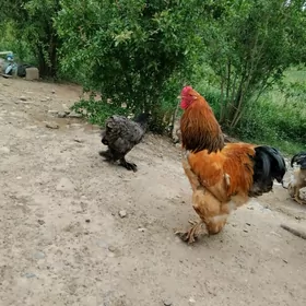 Паливи Брама