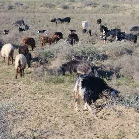 owlakly geçi issek guzly goyun