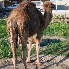 Düýe iki ýaśar ogśuk.torum.