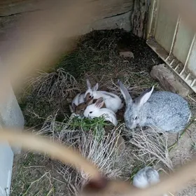 Pol welikan towşanlar