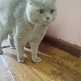 лиловый кот для кошек