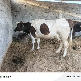 golişdeýin gibrid sygyr