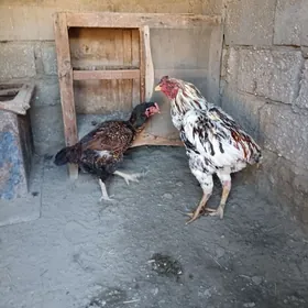 Baysok horaz,mâkisi