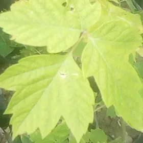 klyon dub клен дуб