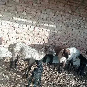 guzly goýun olakli geci