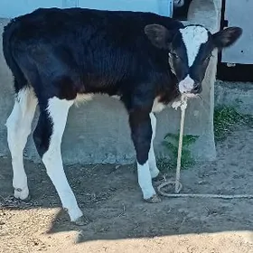 ARGINAL GALIŞDEÝIN ÖKÜZ