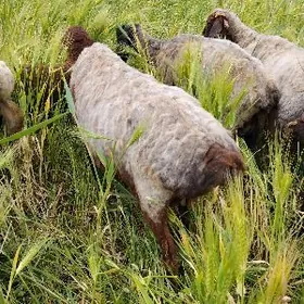 GUZLY GOYUN BERRE CYKAN