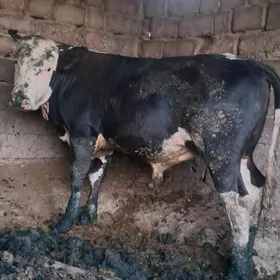 Galyšteÿgan òküz