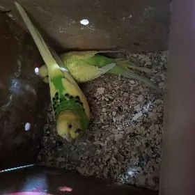 пара папугаи