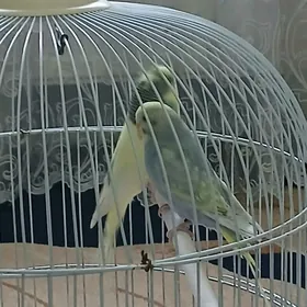 Popugay guş 🦜🦜🦜🦜