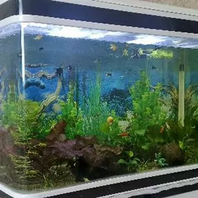 Аквариум