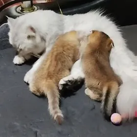 Шотландская девочка