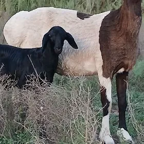 Гисссаарр гузулы гоюн
