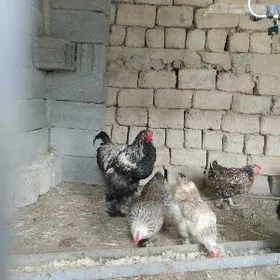 арегинал.брама