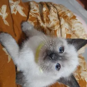 Сивмские котята