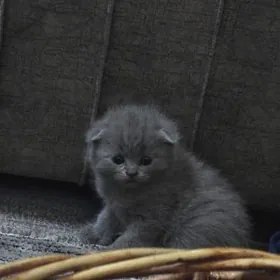 Шотланские Веслоухие Котята