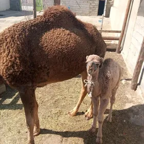 koşekly duýe torum