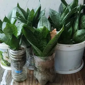 otlar öý üçin mugut. Бесплатно