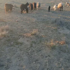 guzuly goÿun owlakly geçi