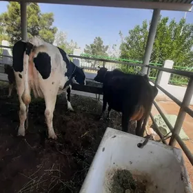 Galsdeyin bogaz sygyr