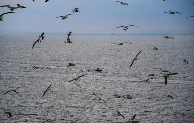 Птицы-биосенсоры помогли составить детальную карту распространения ртути в океане