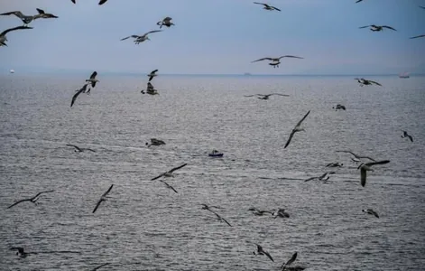 Птицы-биосенсоры помогли составить детальную карту распространения ртути в океане