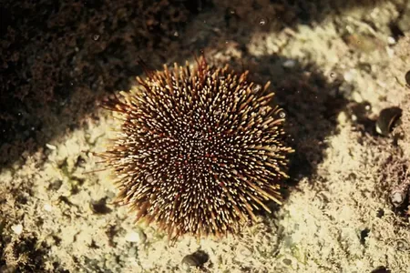 Морские ежи оказались коллекционерами «минеральных сокровищ»