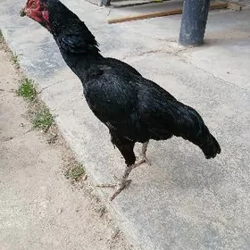 2 саны байес маки