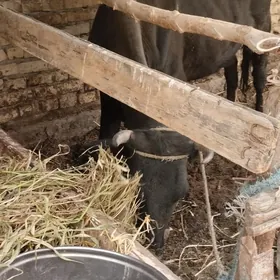 гусур сыгыр