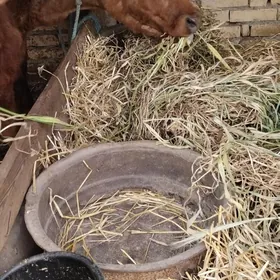 ожекли сыгыр