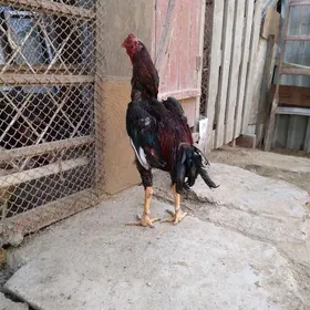 байес 2 хораз 1 товык