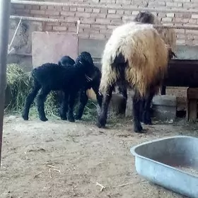 Guzyly Goýunlar Ekiz we Ýeke