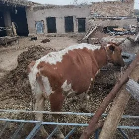 бакмана инек