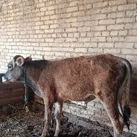 шивет окузче