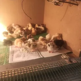 Balakli telpekli jüjeler