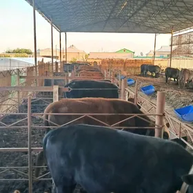 bakylan okuzler Bakylan ökuzl