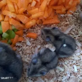 джунгарики