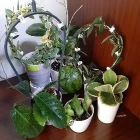 Хойи (восковой плющ)