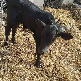 голели сыгыр