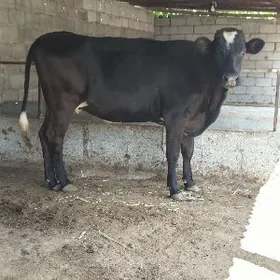 Çorny piÿos bogaz tüwe