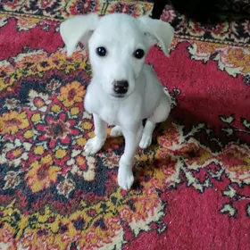 Очаровашка