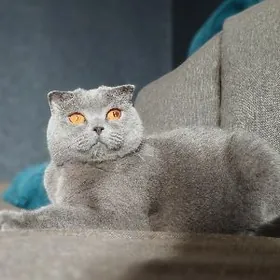 Эльза В добрые руки