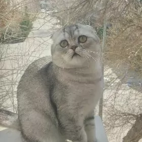 Продаётся кот