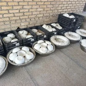 satlyk pasudalar toy ucin