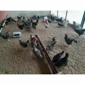 TOWUK DOMINANT D959!