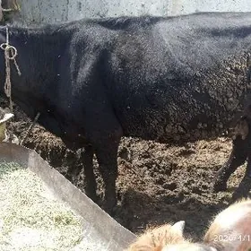 okuz,tuwe,sygyr,golly,sygyr