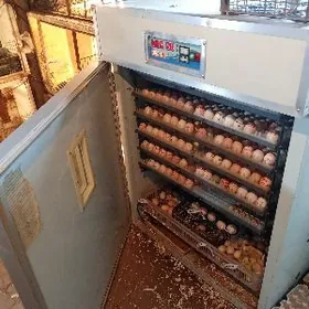 Inkubator инкубатор