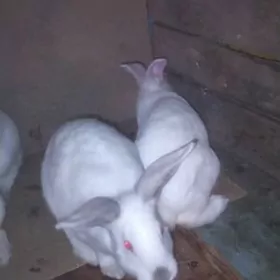 Кролики разные